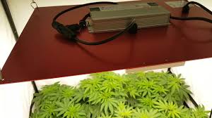 The hlg 550 led grow light from horticulture lighting group is breaking away from old led fixtures with blue and purple lights. How To Use A Hlg 550 R Spec Led Horticultural Light Youtube