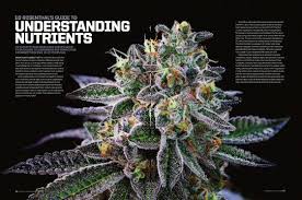 Save money with led grow lights. Welcome To The Complete High Times Archive