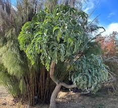 Image result for Cussonia corbisieri