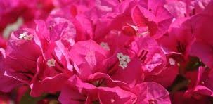 Le Bougainvillier Bien Le Choisir Et L Entretenir Bougainvillier Arbuste Jardins