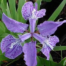 We did not find results for: Iris Tectorum Japanese Roof Iris For Sale Rare Roots