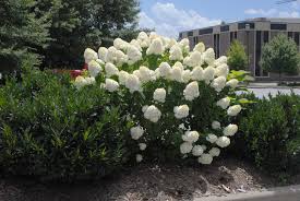 Limelight hydrangea shrub with green to pink flowers Hydrangea Paniculata Limelight Pp 12874 Limelight Hydrangea North Carolina Extension Gardener Plant Toolbox