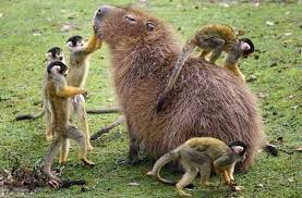 Adrienne kruzer, bs, rvt, lvt, has worked with a variety of animals for over 15 years, including birds of prey, reptiles, and small mammals. Why Do Animals Like Capybaras So Much 38 Pics Bored Panda