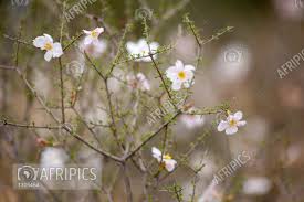 Image result for Rhigozum trichotomum