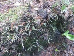 Image result for Maerua becquetii