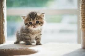kedi neden yavrusunu yer evcil hayvan blog