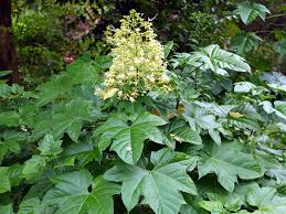 Image result for Clerodendrum silvanum