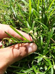 Check spelling or type a new query. Potong Rumput Seremban Aiman Lawn Care