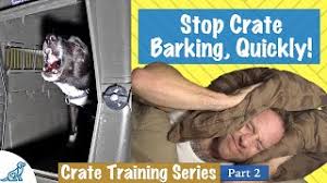 We did not find results for: How To Stop Your Dog From Barking In Their Crate At Night Youtube