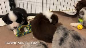 Karen moureaux is the breeder of contact point border collies and has owned border collies since 1989. So Cute Miniature American Shepherd Puppies In Eugene Oregon Fawn C Minis Youtube