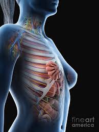 Learn about upper torso anatomy lab with free interactive flashcards. Female Upper Body Anatomy Photograph By Sebastian Kaulitzki Science Photo Library