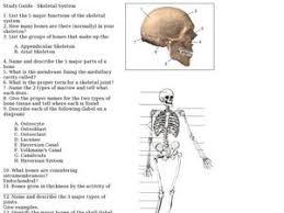 Skeletal System Lesson Plans Worksheets Lesson Planet