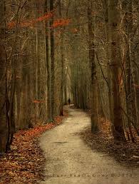 Very Nice Looking Path Or Trail Going Through This Forest Wonder Where It Leads Forest Photography Landscape Pictures