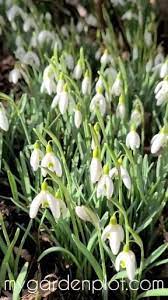 Snowdrops Video In 2021 Healing Garden Garden Plots Plant Care