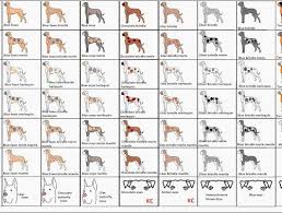 Unfolded Dane Growth Chart Great Dane Feeding Chart Best Of