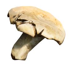 Image result for Hylodesmum repandum