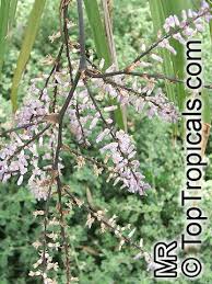 Image result for Cordyline stricta