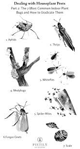 Dealing With Houseplant Pests Part 2 The 7 Most Common Indoor Plant Bugs And How To Eradicate Them Plant Bugs Common House Plants Plant Pests