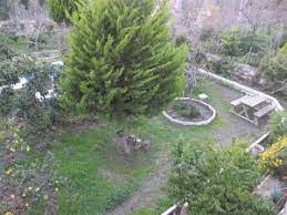 filbahri cicegi yalanci yasemin bi tki bahce park