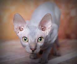 Howstuffworks talks to people who love them to find out why these cats are the friendliest felines. Sphynx Kittens Hairless Cat Adoption Odd Eyed Sphynx San Diego Ca