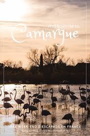 La Camargue Un Petit Coin De France Paisible Tourisme En France Idee Vacances Camargue