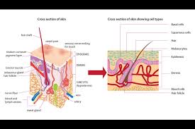 Vector illustration of human hair diagram. A Labeled Diagram Of The Cross Section Of The Skin Wiring Diagrams System