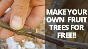 Grafting Fruit Trees Using A Wedge Graft Complete Guide