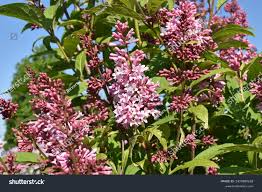 Image result for Syringa prestoniae