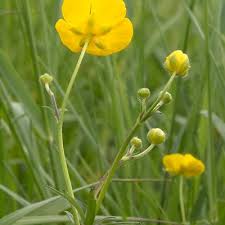 Image result for Ranunculus acris