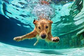 Entwasserung So Helfen Homoopathische Mittel Ihrem Hund Experto De