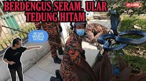 Squad king cobra channel 3 months ago. Ser4m Bunyi Ular Tedung Hitam Besar Berdengus Marah L Life As Bomba L Youtube