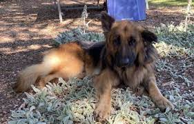 Adopt Firbol On Petfinder German Shepherd Dogs Dog Adoption Family Dogs