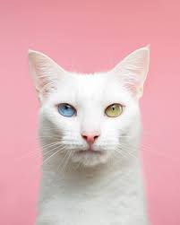 Do You Look Like Your Cat?