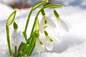 Add a honey scent to the early blooms and you have a welcome sight indeed!\u003c\/p\u003e} galanthus viridapice. Snowdrops These Little Flowers Don T Care If It S Still Winter Greenview