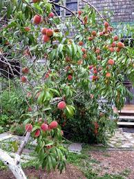 The Red Haven Peach Tree For The Backyard Taman Buah Buah Taman