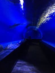 Glass Tunnel Through Shark Tank Shark Tank Shark Aquarium