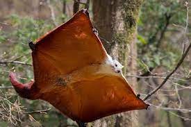 Giant Flying Squirrel Flying Squirrel Squirrel Giant Squirrel