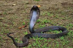 How Many Types Of Cobras Are There Which Species Are Most Venomous Snake Species Harry Potter Creatures