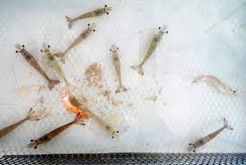 Agromate (m) sdn bhd is one of malaysia's largest importers, distributors, and wholesalers of a complete range of high quality fertilisers with more than 30 years experience in the fertiliser business. Environmental Trigger For Ems Ahpns Identified In Agrobest Shrimp Ponds Global Aquaculture Advocate