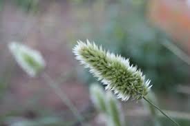 Image result for Enneapogon