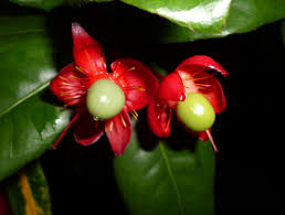 Image result for Ochna atropurpurea