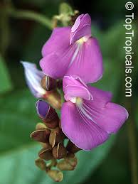 Image result for Canavalia africana