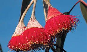 Eucalyptus trees have one thing in common: Pacific Horticulture Society Small Eucalyptus For Western Gardens