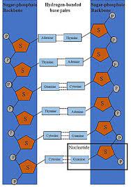 Which pair of nitrogen bases will form a bond in a dna molecule? Dna Synthesis Wikipedia