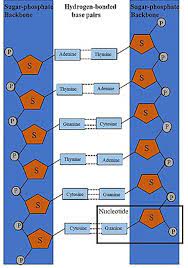 Examine the structure of one nitrogenous base molecule by clicking on the button below (wait a few seconds for it to load in the space at right). Dna Synthesis Wikipedia
