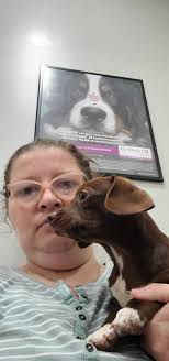 Lost brown chiweenie puppy with purple collar