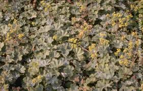 Image result for Alchemilla ellenbeckii
