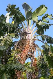 Image result for Strelitzia
