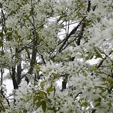 Planting native flowering trees in virginia often requires little maintenance, because they have adapted to the conditions and climate of the region. 15 Beautiful White Flowering Shrubs Birds And Blooms