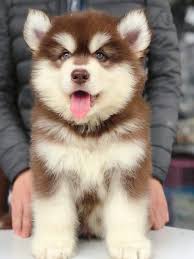 Alaskan Husky Husky Malamute Lab Mix Alaskan Malamute Siberian Husky Saint Bernard  Mix Lab Mix St